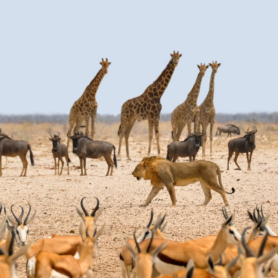Unveiling Luxury and Adventure: Executive Tours' Exceptional Range of Guided Safaris and Tours
