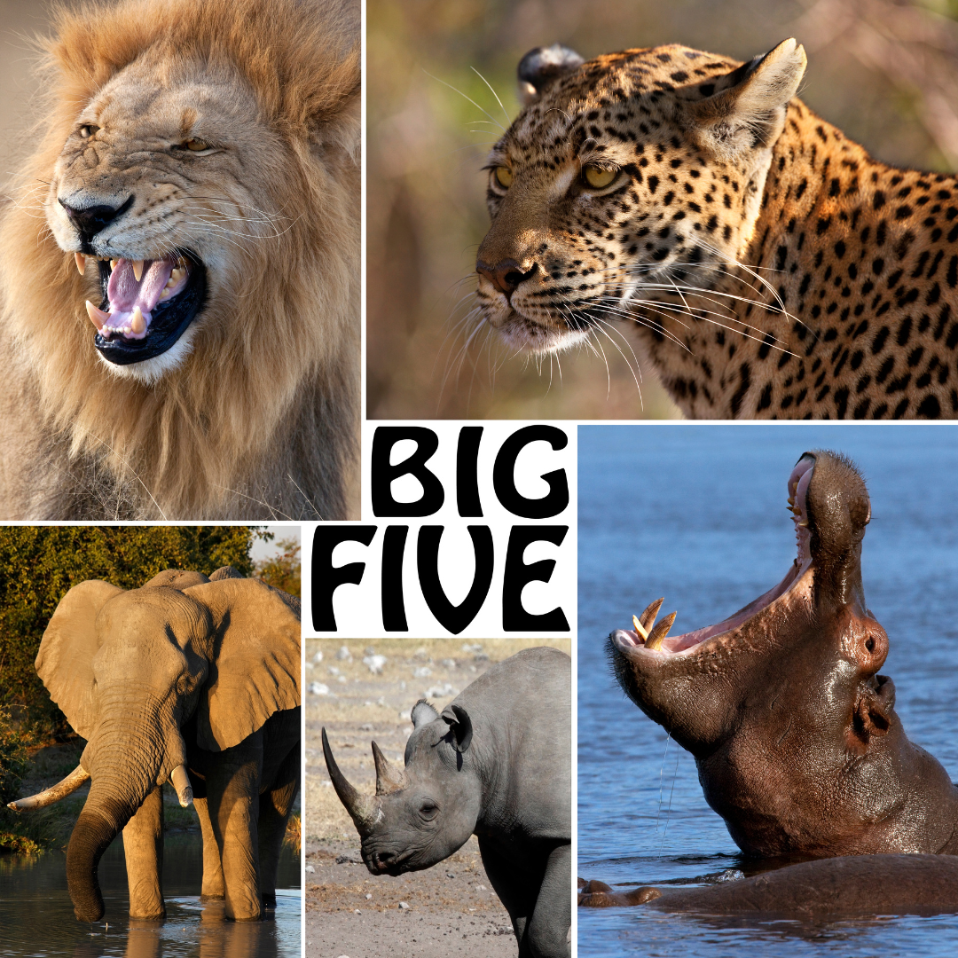 South Africa's Big Five: A Majestic Safari Experience Beyond Imagination