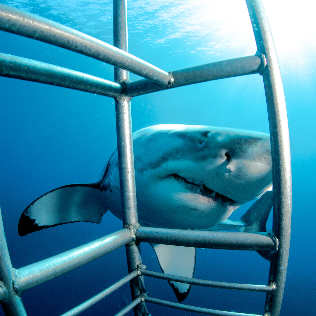 Thrilling Encounters: Exploring the World of Shark Cage Diving in South Africa